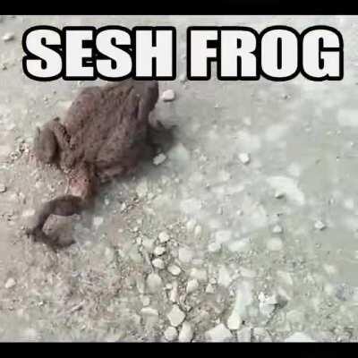 SeshFrog