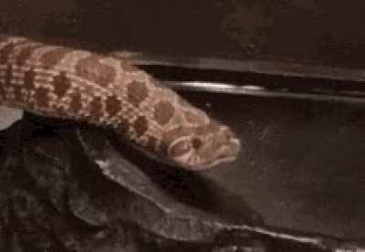 Hydration snake here to remind you to stay hydrated and happy