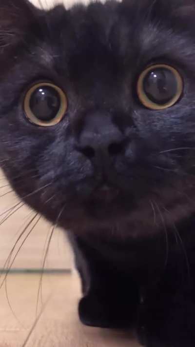 I've hired this wunk to stare you