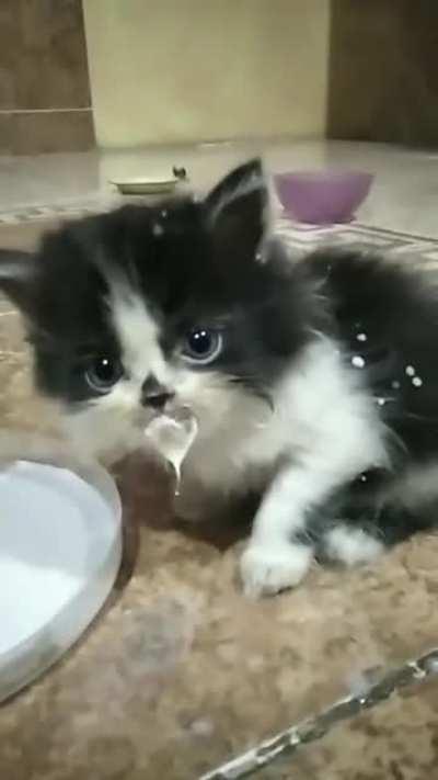 I lost her today, her name is Timtam. I wanted to share my favorite video of her. Goodbye my little friend, rest in peace.