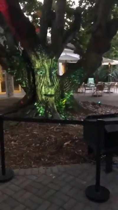 Kanye meets the ancient wise tree