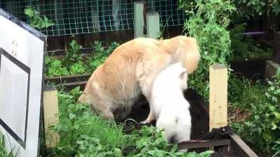 Partners in crime, caught in the act