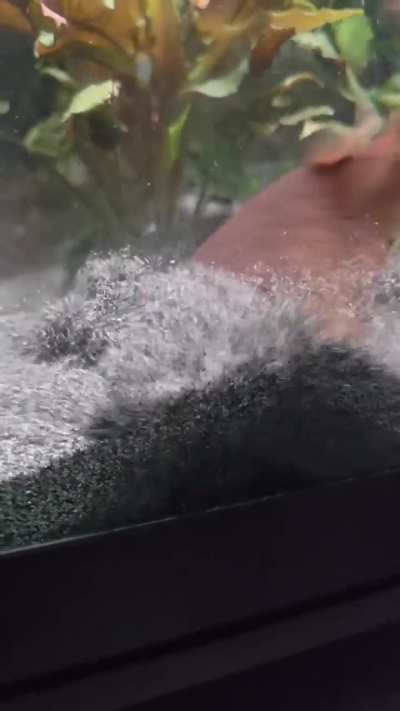 Just a quick dive into the sand