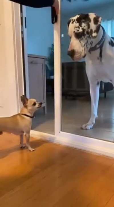 Only brave behind glass 😅😂