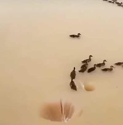 Into the dark with you, Daffy