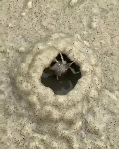 Crabby patty construction