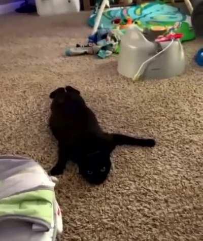 A new species of spider