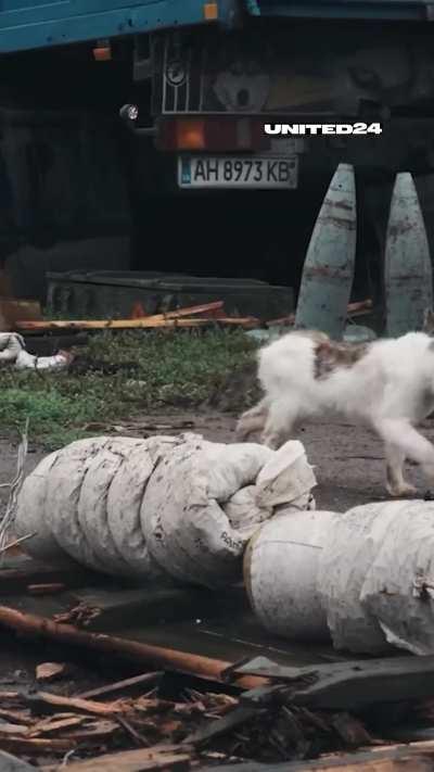 Very hungry animals in the territories liberated from Russian invaders