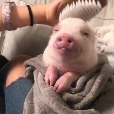 Look at this adorable pupper getting her hair brushed