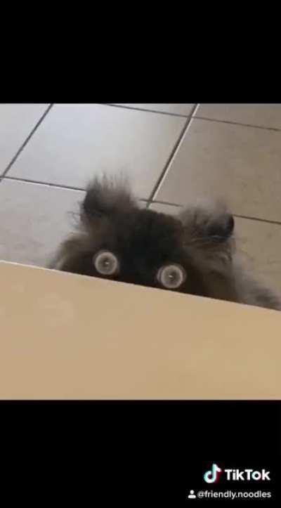 Noodle is getting me through 2020