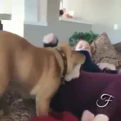 Should’ve kept his nose up