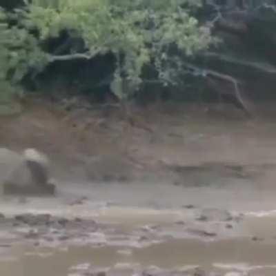 What do you think happened to this lion