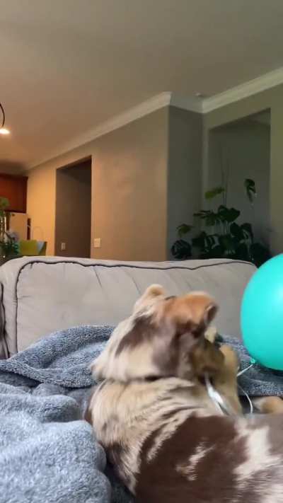 This is Iliamna. She made a new best friend, who happens to be a balloon. Really thought they would have more time together. 12/10