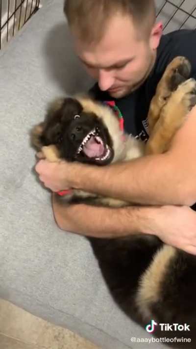 Does this count as a woof?