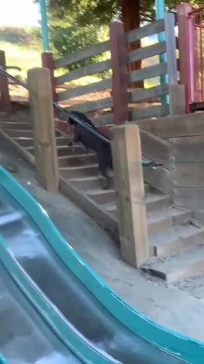 Dog goes down slide