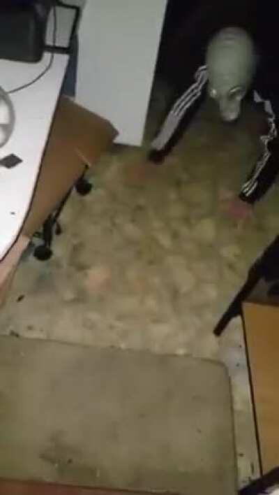 eu que hago anda medio rara mi mascota