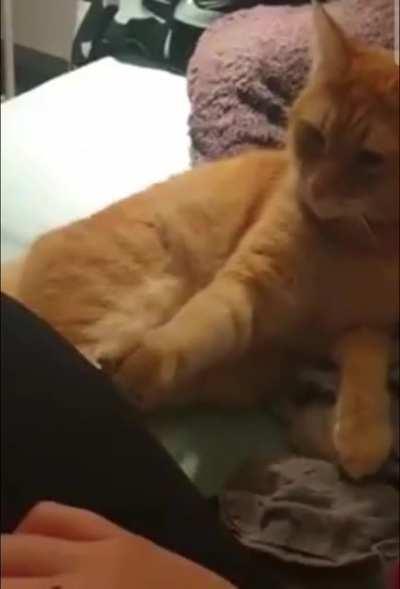 My cat doesn't care about my opinion