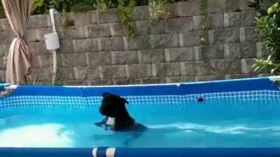 doggy just refuses to get out of the pool.
