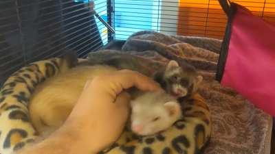 When they are done playing and it's time to relax.