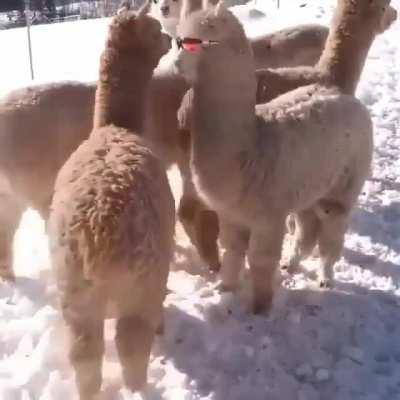 Dave, Dave what are those?