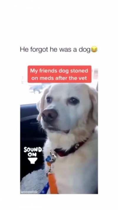 Just trying to act normal to not draw attention