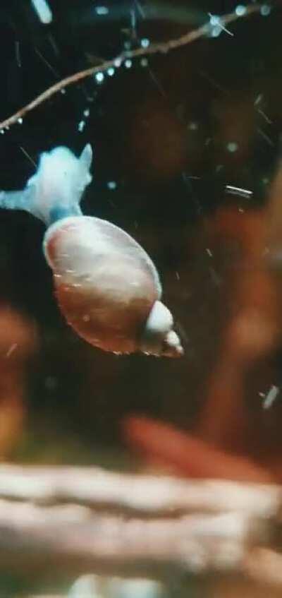 Just another day in the tank... (Sound on pls🐌)