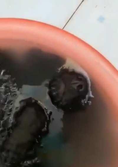 The doggo think he is a fish...