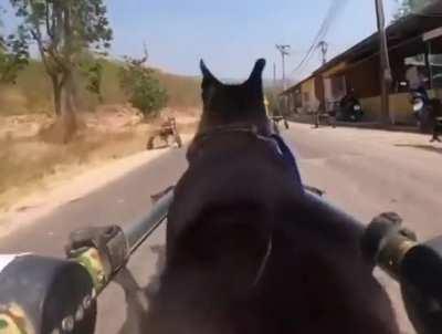 I must go, my wheeled dog people need me