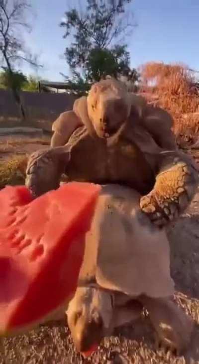 There is always a time for watermelon for turtles