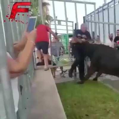 Trying to tease the animal