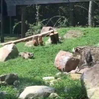 Teaching the young one how to stalk