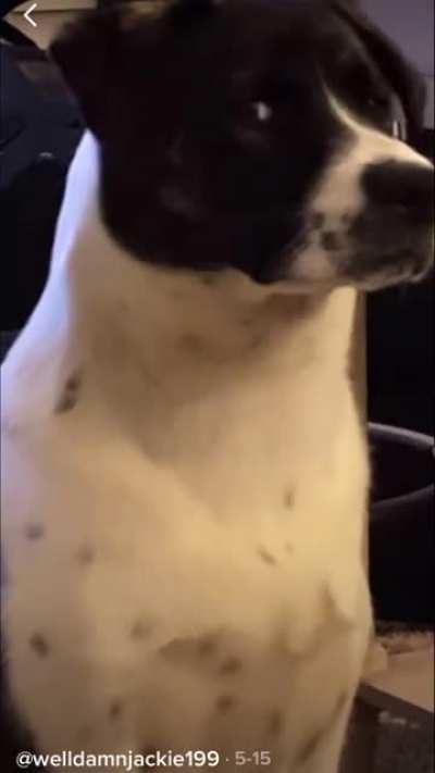 Begging for the dog’s attention