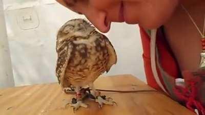 Owls need love too
