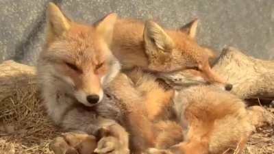Foxes are just confused dogs who think they're cats