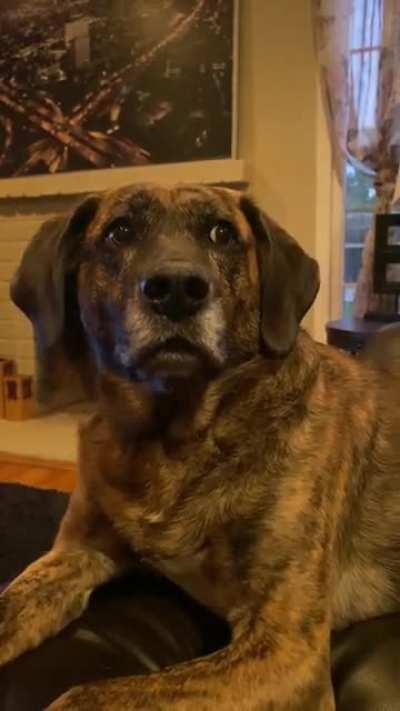 Sound on to hear Lola lose her damn mind for pets