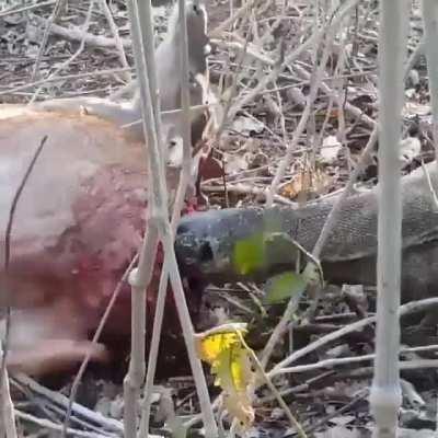 Komodo. Eating . Ass first 😒