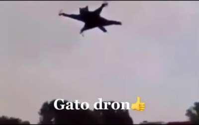 gato dron