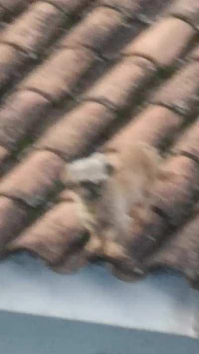 CAN YOU SPOT THE DOG?