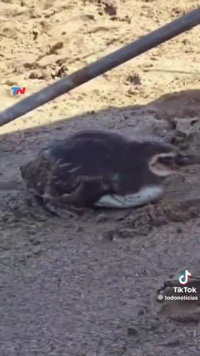 Un pingüino en Mar del Plata