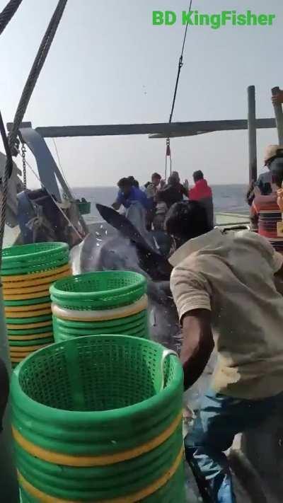 Dude killed by a shark... outside of the water