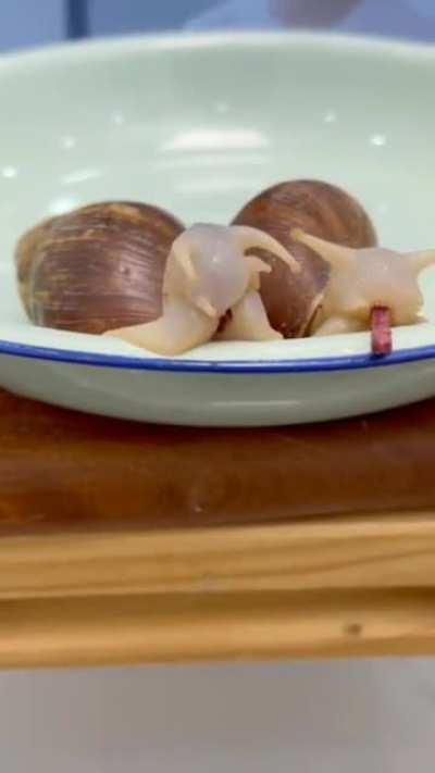 Snails eating betroot