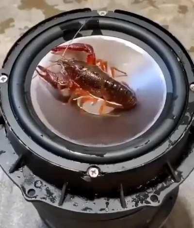 My Pet crayfish loves music!!