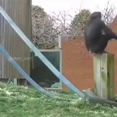 monke (found video)