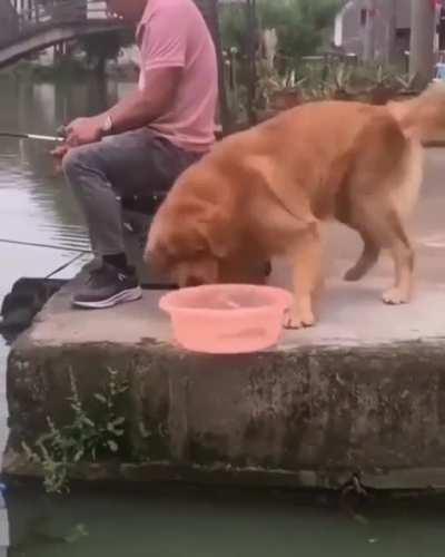 Dog recognizes fish is suffering, it needs to be in water to swim happily and does what it should to keep it away from suffering. Also drags his hooman away to stop him from hurting the fish again.