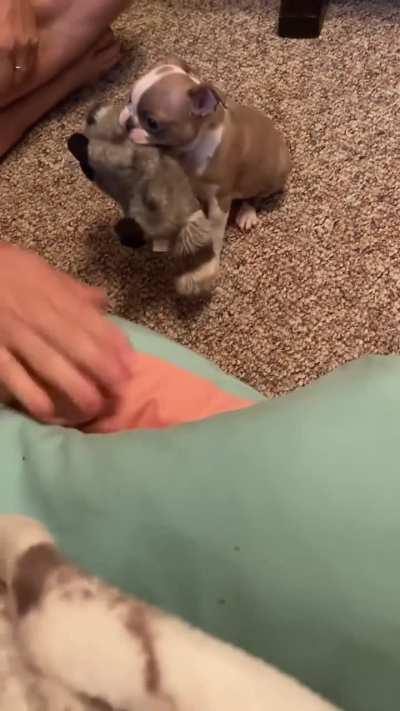 Desperate to bring his baby raccoon🥹🥹