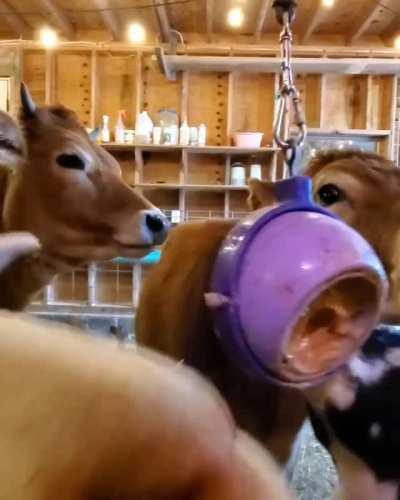 Peanut butter makes a great boredom reliever during the cold weather at Off The Plate Sanctuary