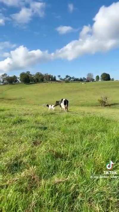 baby cow having a snooze