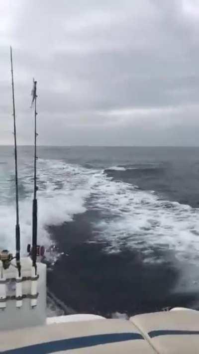 Wait... Those aren't dolphins!