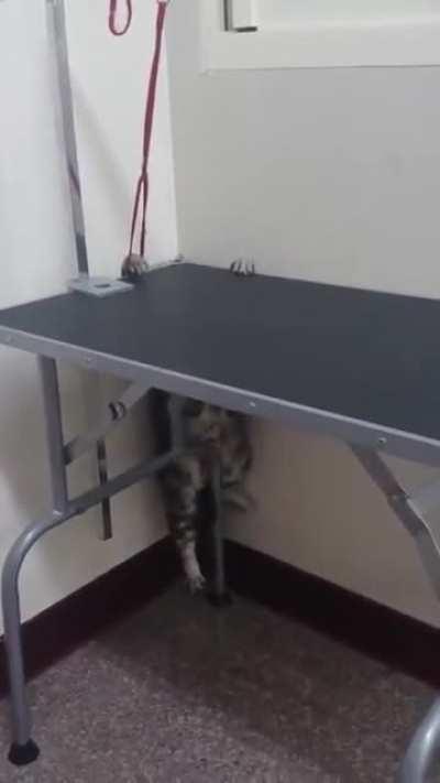 A cat being an escape artist
