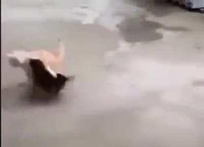 The battle of cuteness and tenderness.